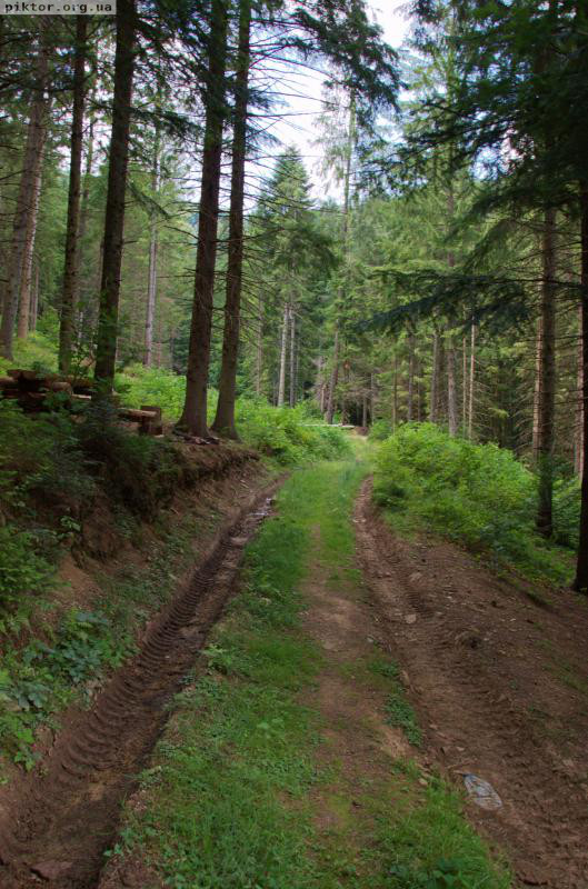 Лісова дорога в Карпатах
