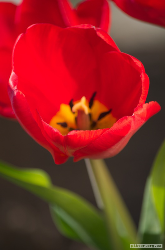 Червоний тюльпан
