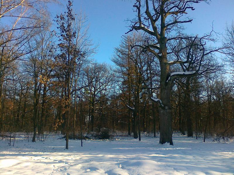 Парк Олександрія дерева