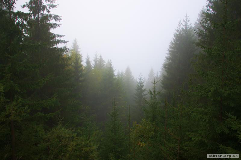 Дерева в тумані