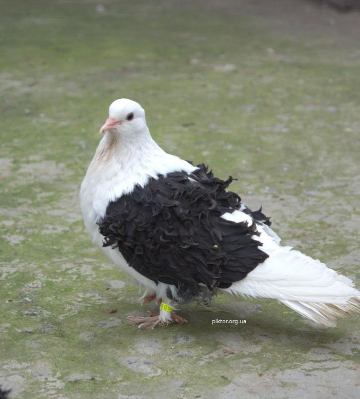 Монохромний голуб
