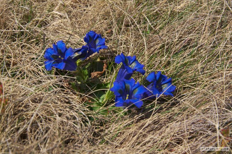 Сині квіточки