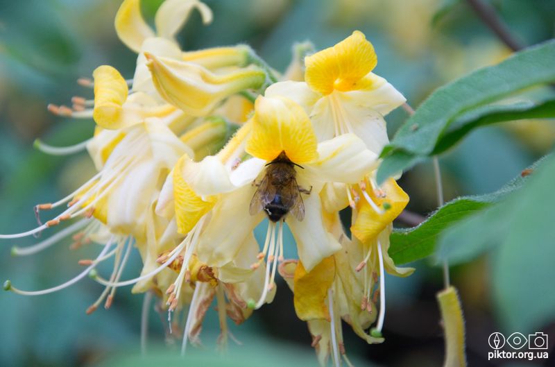 Бджола і рододендрони