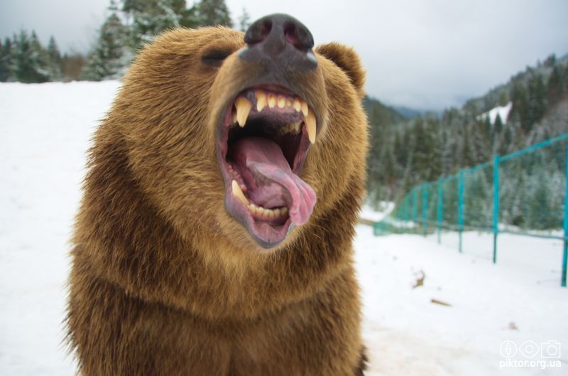 Ведмідь відкрив рота