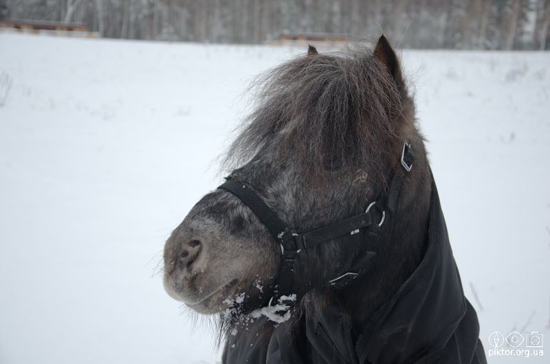 Кінь в пальто