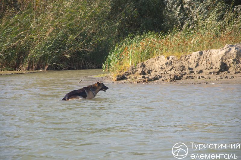 Собака перепливає Дунай